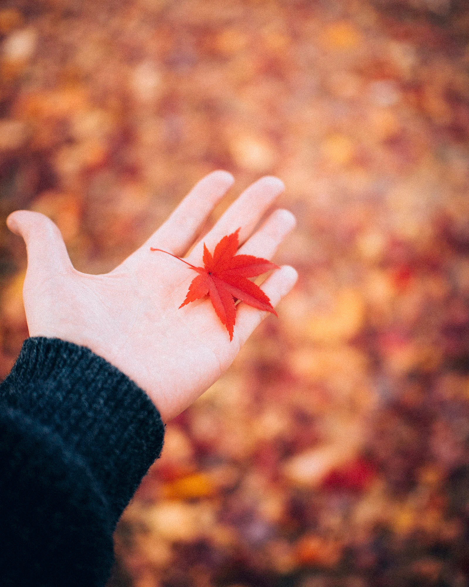 감성사진 가을의 낙엽 붉은색 color of fall