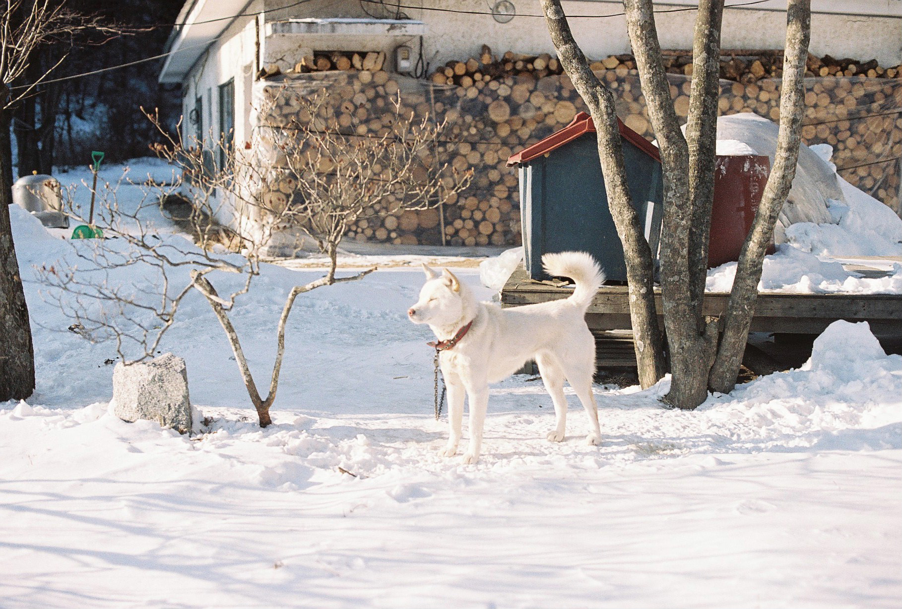 하얀 눈밭의 하얀 강아지 캐논 AE-1 film camera